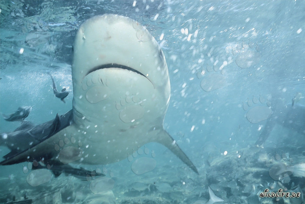 Sous-page fascinante d'un requin taureau