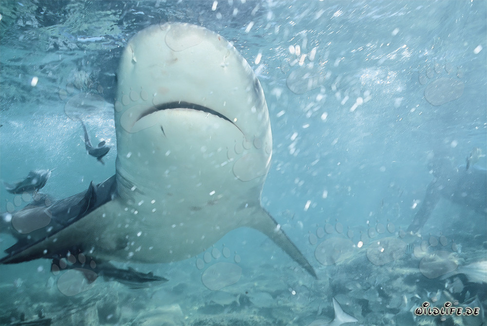 Fascinante parte inferior de un tiburón toro