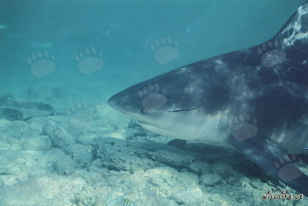 Bull Shark side portrait