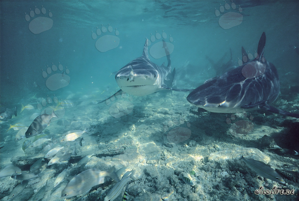 Bull Shark on patrol off the Shark Beach