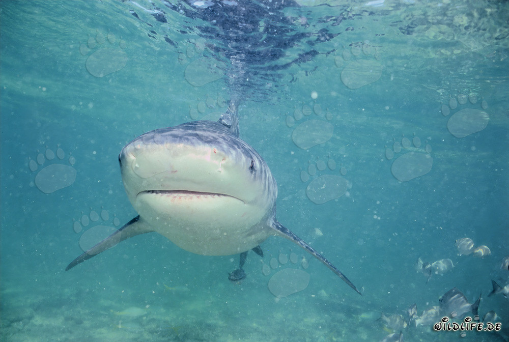 Bull Shark - Majestic sea creature near Walker´s Cay