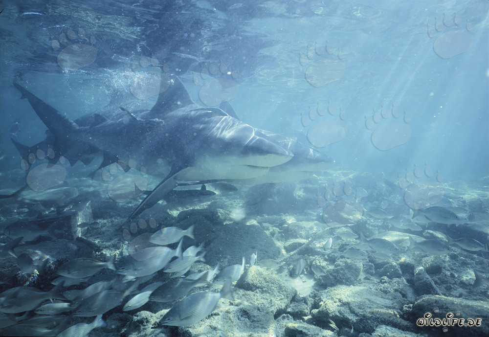 Fascinating Bull Sharks (Carcharhinus leucas) in the golden afternoon light