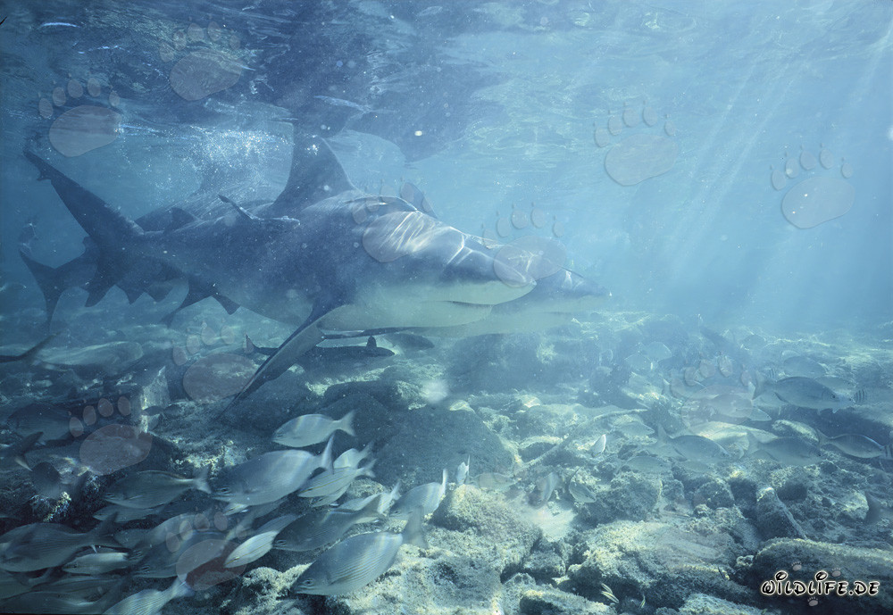 Faszinierende Bullenhaie (Carcharhinus leucas) im goldenen Licht der Nachmittagssonne