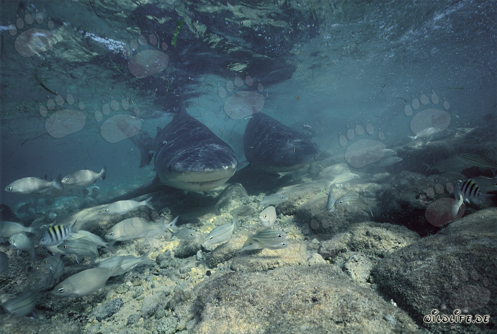 Impressive Bull Sharks off the coast of Walker´s Cay in the Bahamas