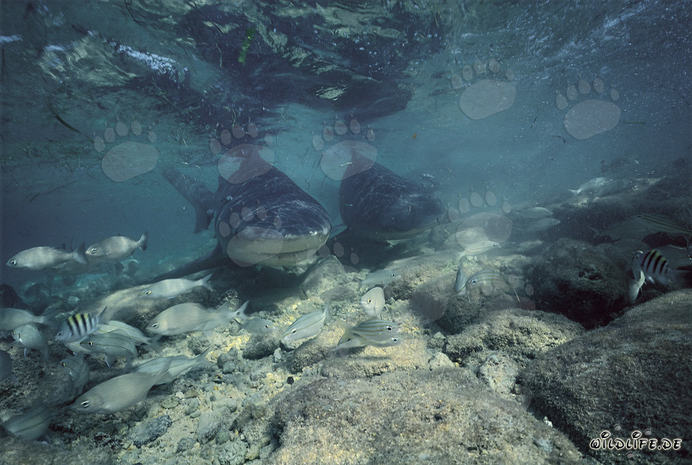 Imposante Bullenhaie vor der Küste von Walker´s Cay auf den Bahamas
