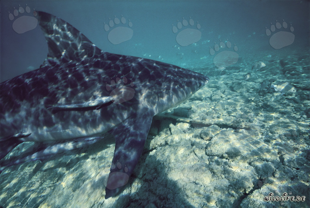 Impressive Bull Shark off the Shark Beach at Walker's Cay