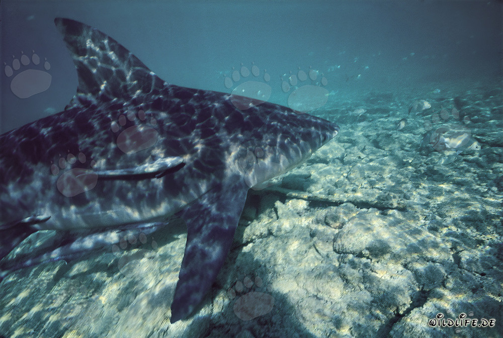 Imposanter Bullenhai vor der Shark Beach auf Walker's Cay