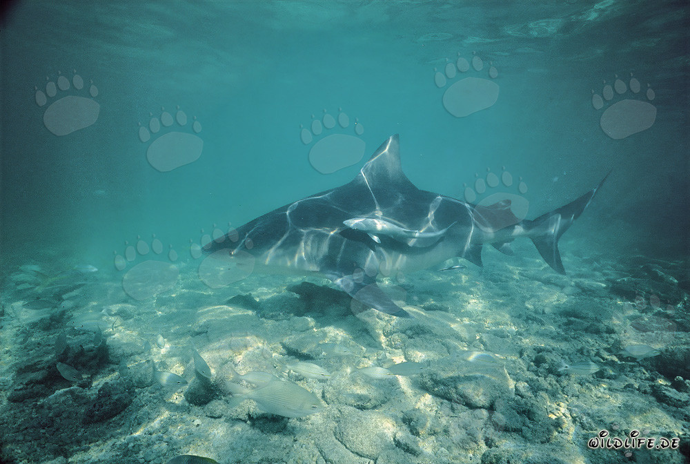 Majestic Bull Shark gracefully gliding through the turquoise waters of the Bahamas