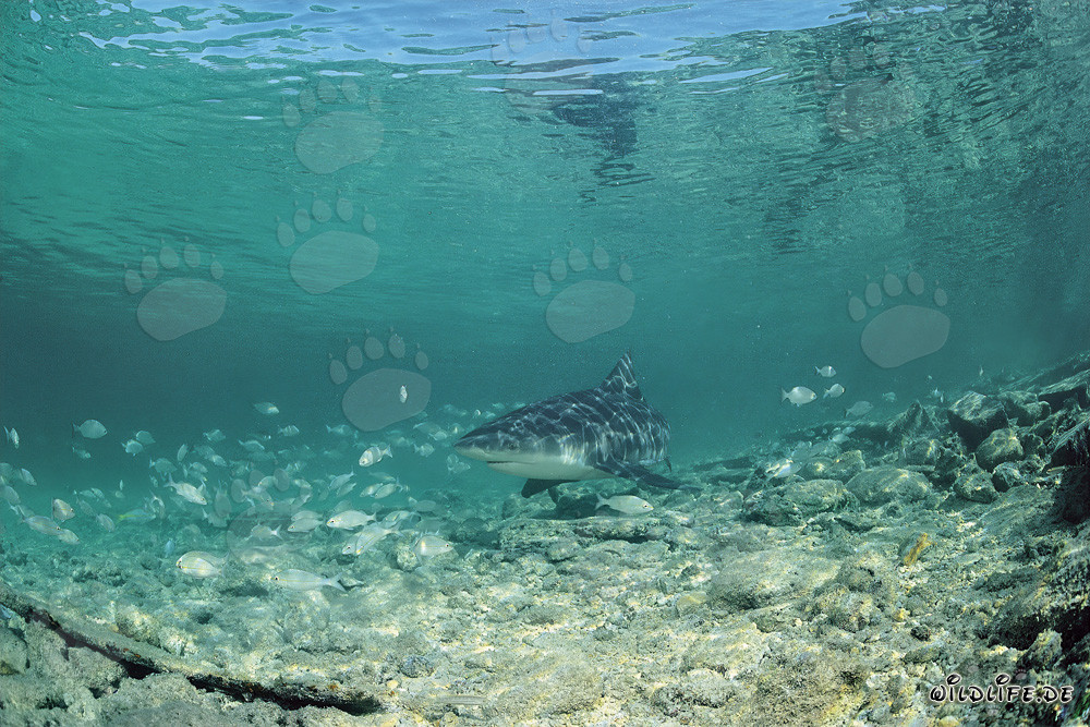 Bull Shark hunting in shallow water off Shark Beach on Walker's Cay