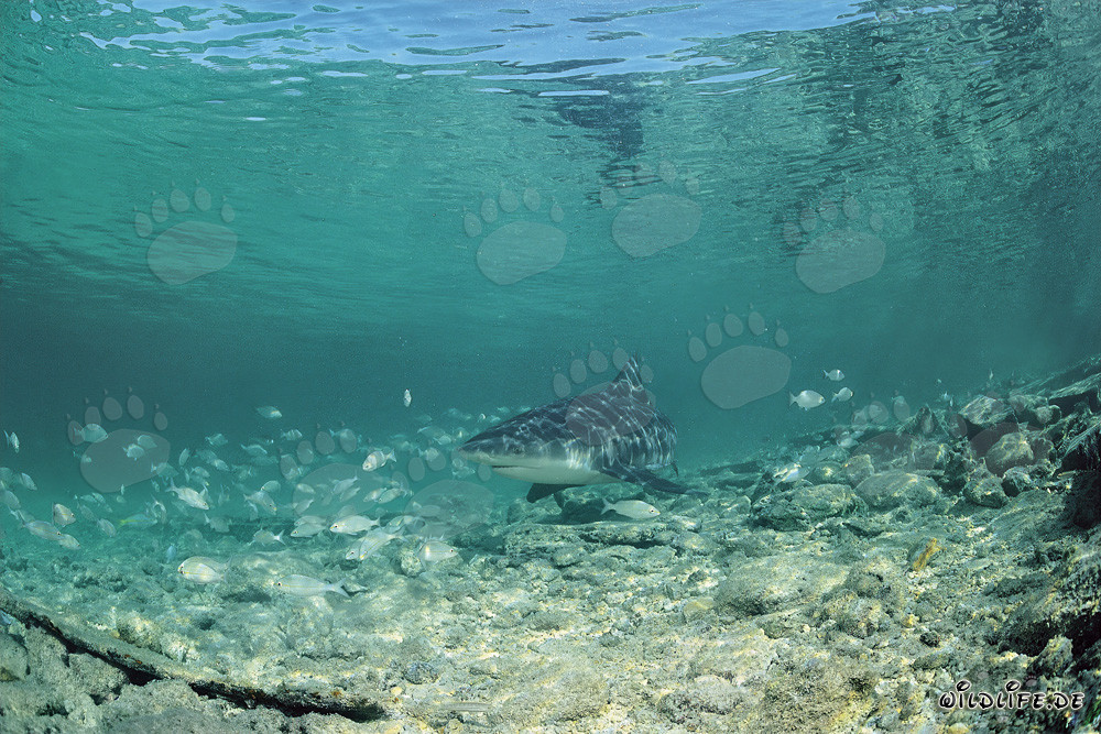 Bullenhai beim Jagen im seichten Wasser vor Shark Beach auf Walker's Cay