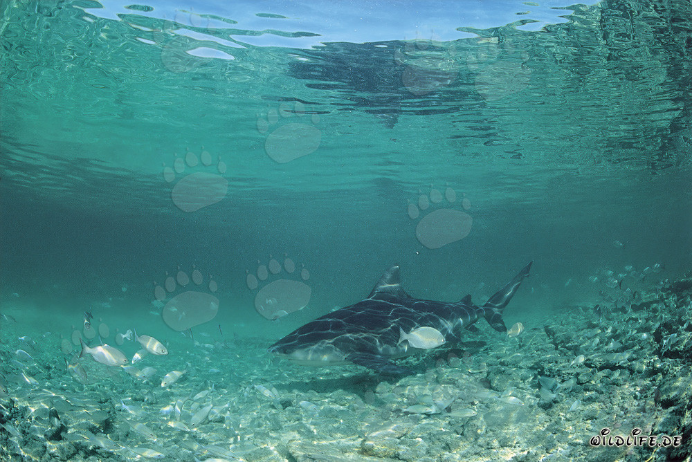 Bull Shark - Majesty of the Seas at Walker's Cay