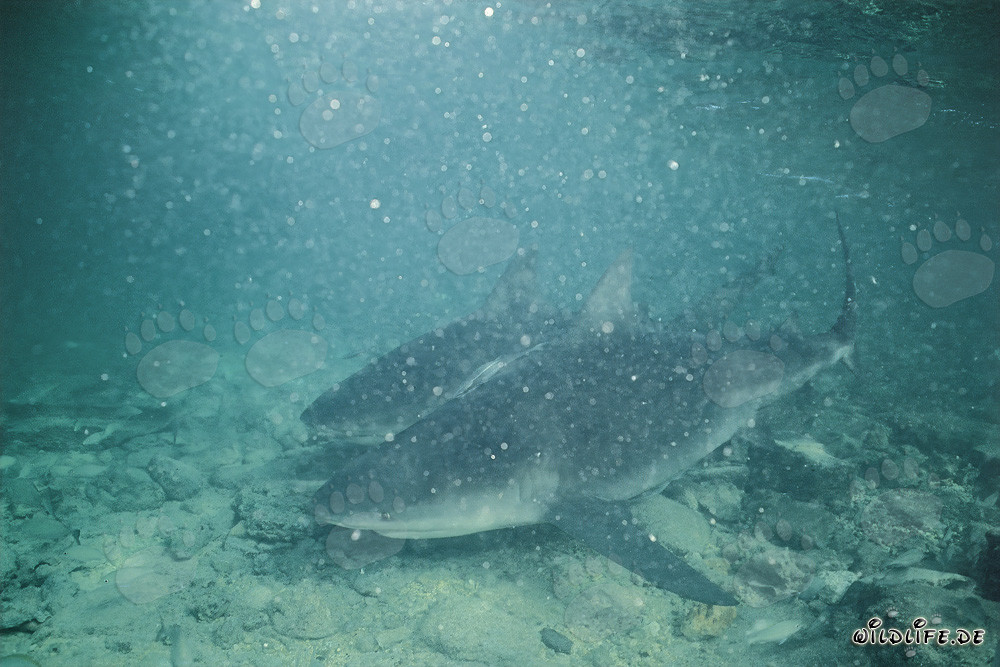 Zwei Bullenhaie bei schlechter Unterwassersicht