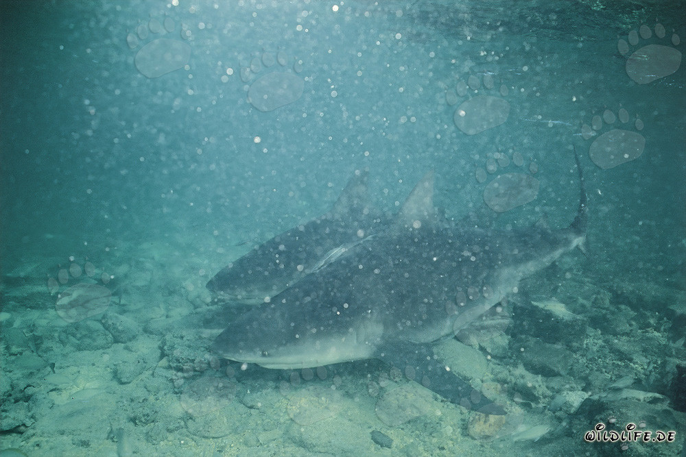 Two Bull Sharks in poor underwater visibility