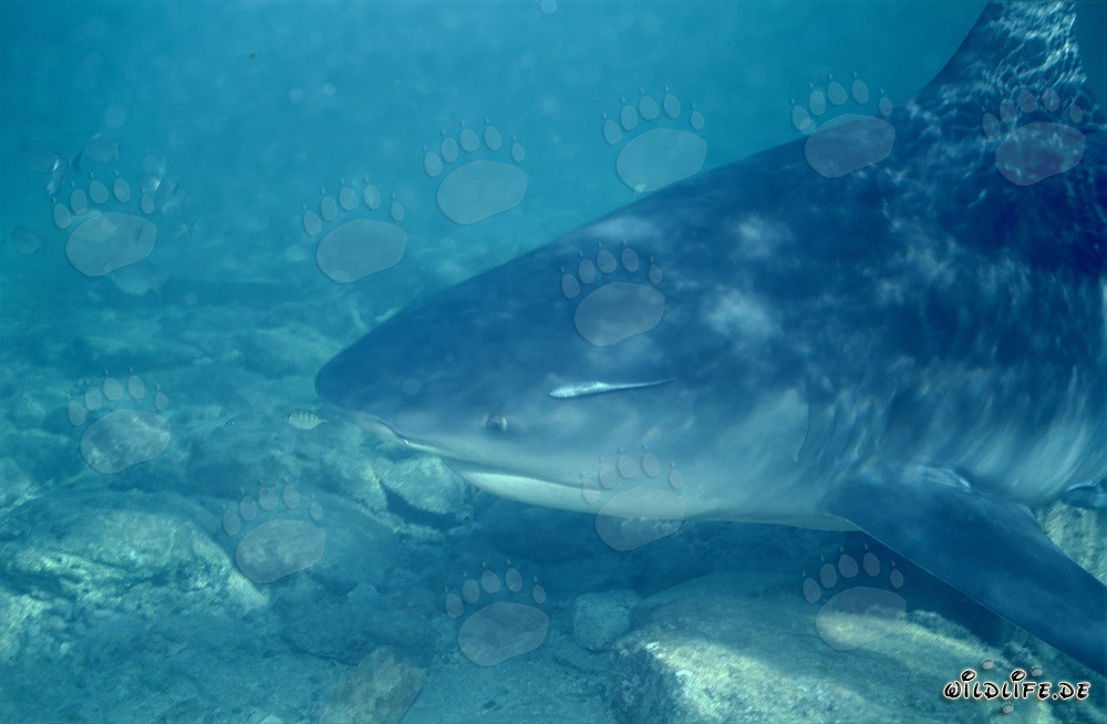 Portrait of a Bull Shark off the Shark Beach of Walker's Cay, Bahamas