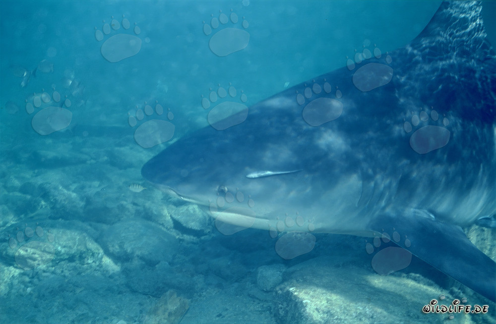 Bullenhaiporträt vor der Shark Beach von Walker's Cay, Bahamas