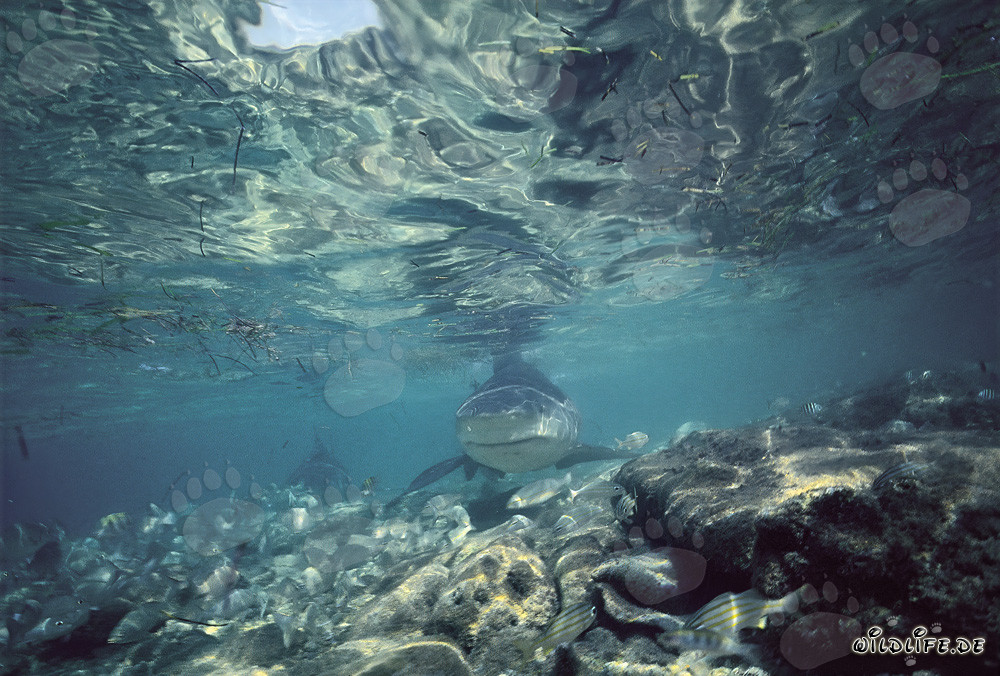 Bullenhai bei der shark beach von Walker´s Cay