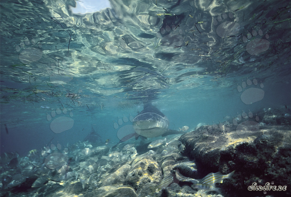 Bull Shark at the shark beach of Walker´s Cay