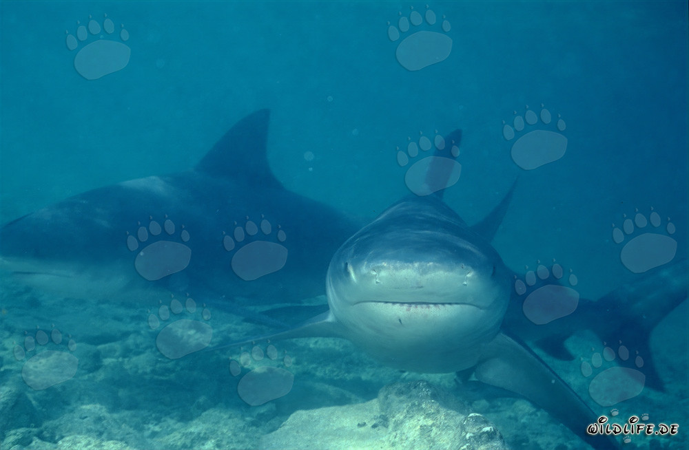 Curiously the Bull Shark gets closer