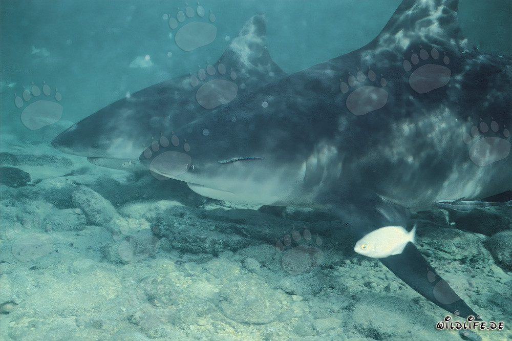 Bull Sharks and little fish in action