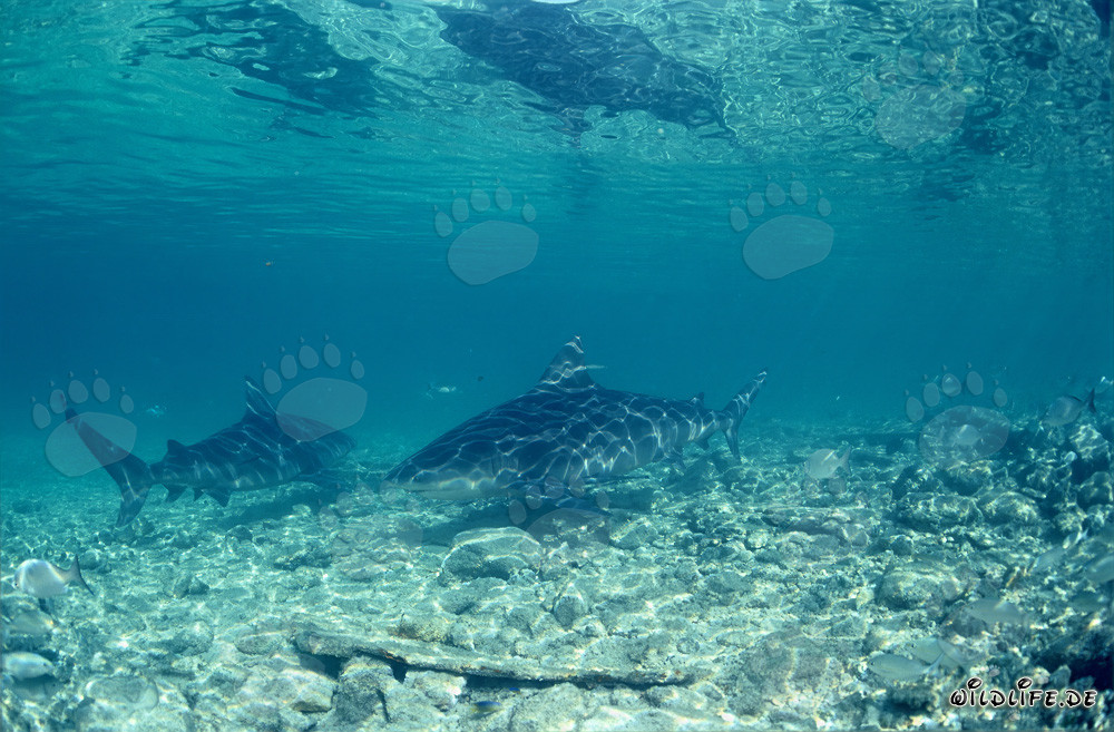Bull Sharks (Carcharhinus leucas) in shallow water