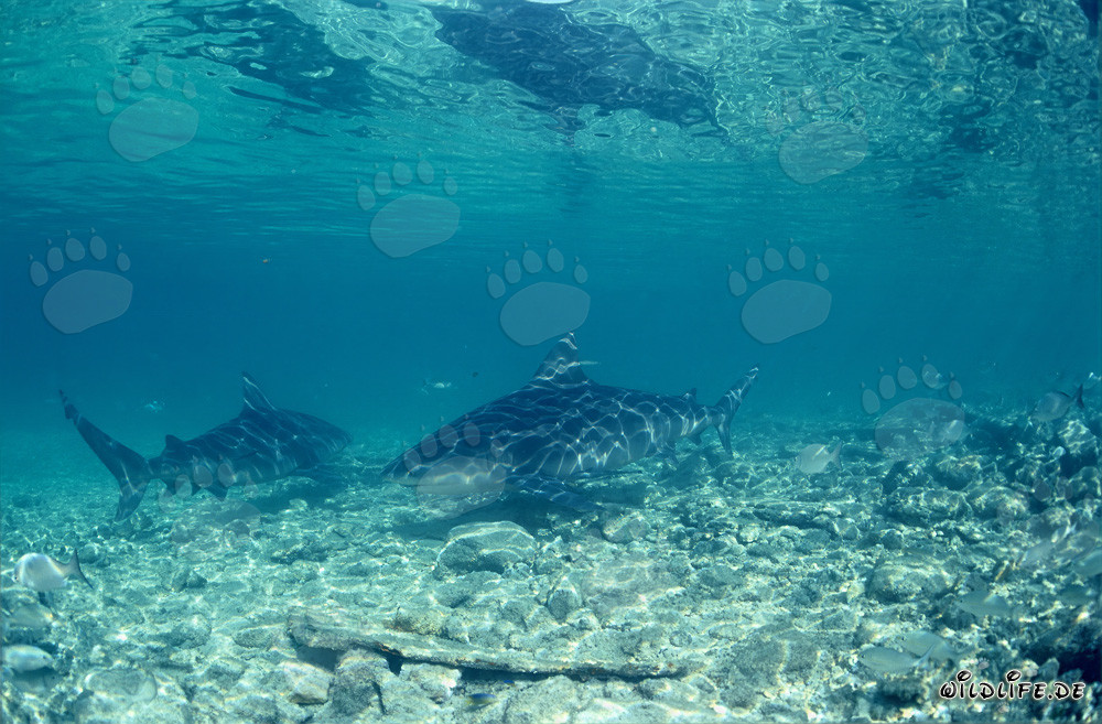 Bullenhaie vor der Shark Beach von Walker´s Cay