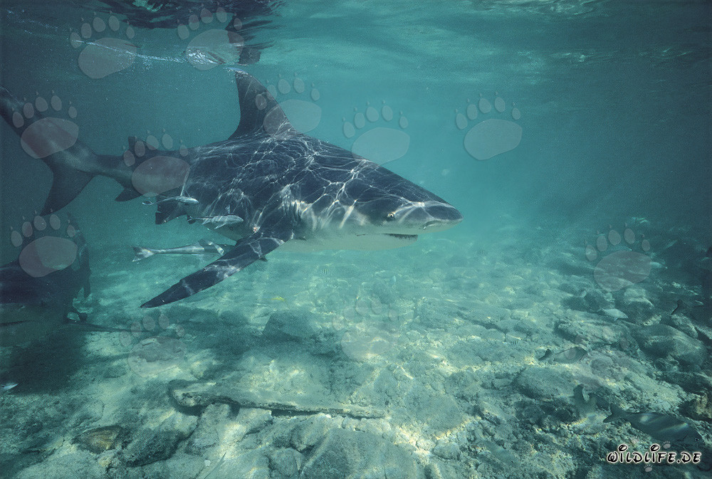 Bull Shark cutting through the shallow water