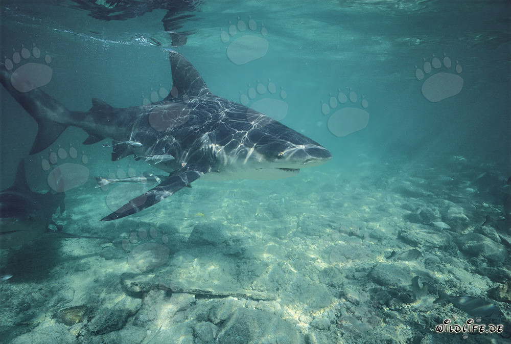 Bullenhai durchschneidet das seichte Wasser