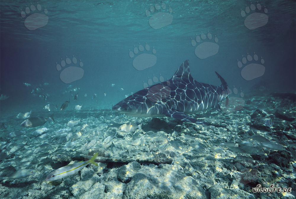 Bull Shark near the beach of Walker's Cay