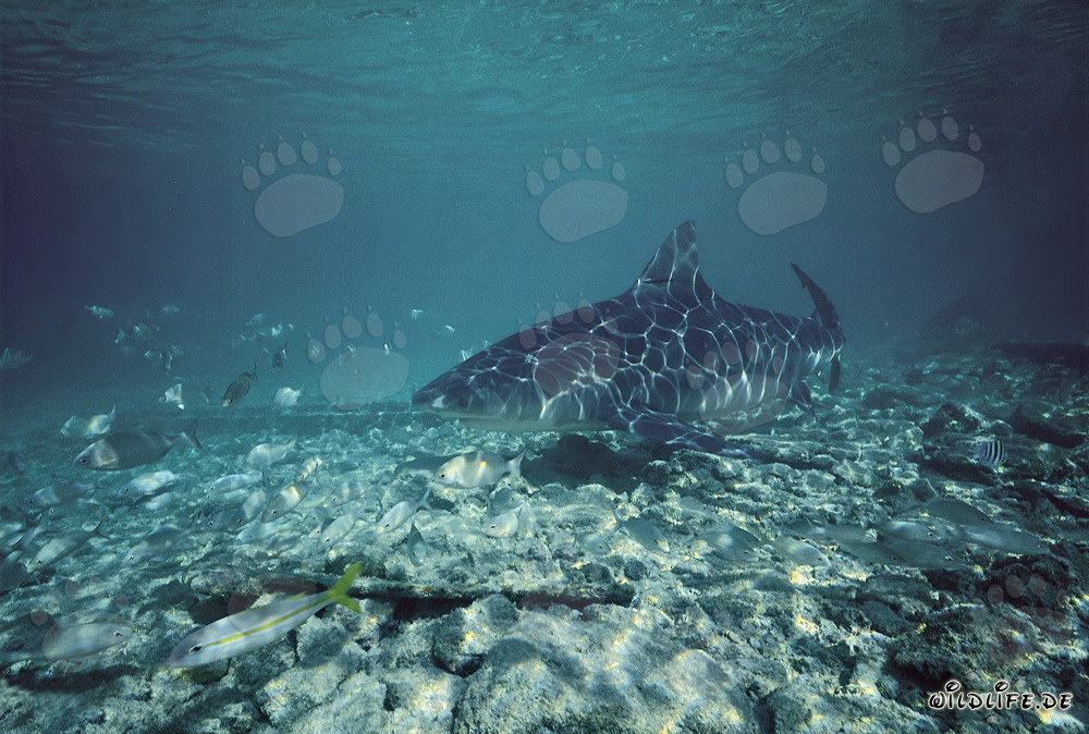 Bullenhai in Strandnähe von Walker's Cay