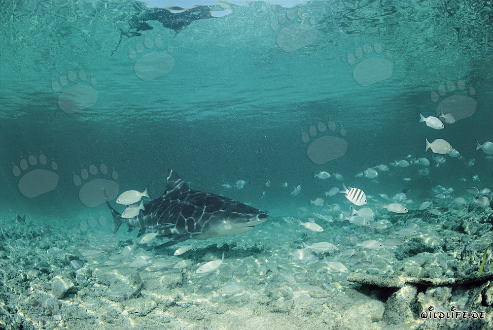 Bull Shark in a fish shoal off the Shark Beach