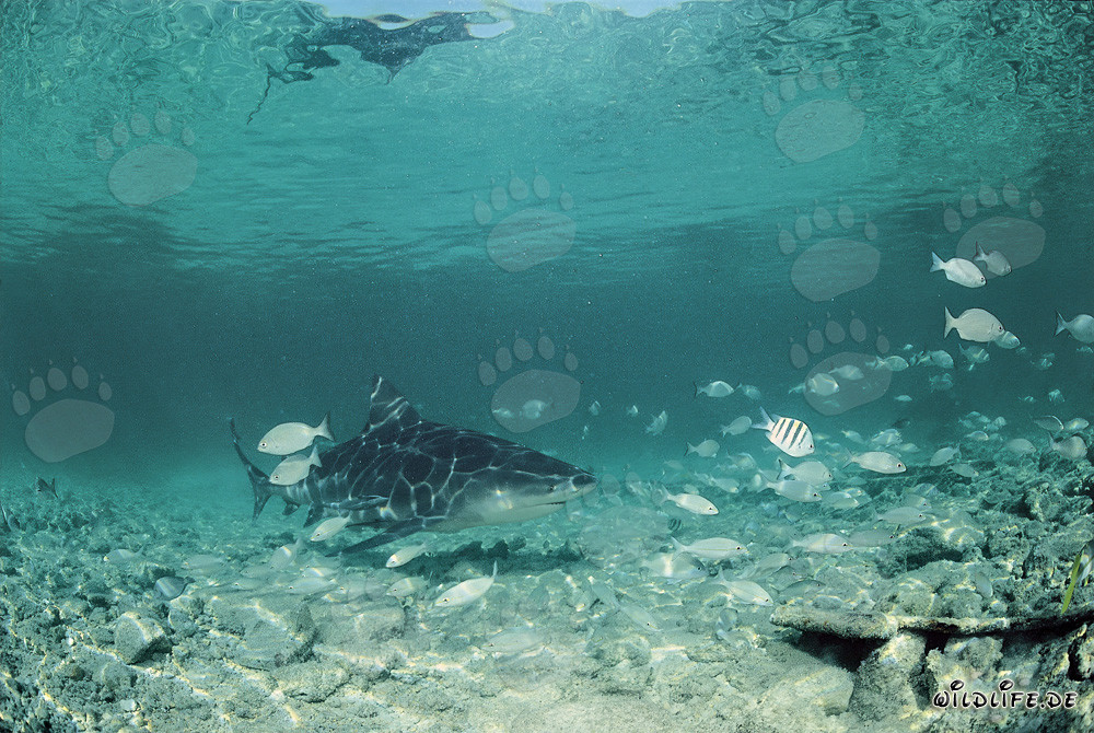 Bullenhai im Fischschwarm vor der shark beach