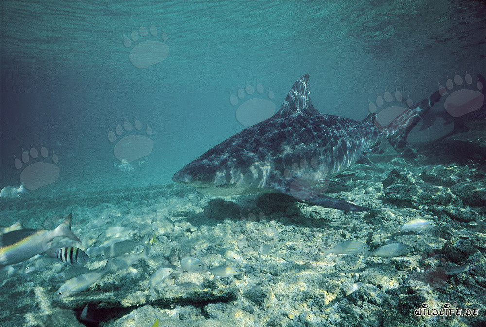 Bull Shark - Majestic Sea Creature off Walker's Cay