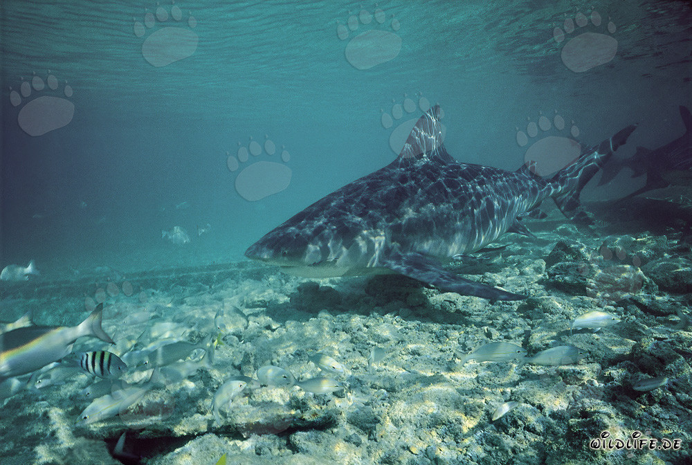 Bullenhai - Majestät der Meere vor Walker's Cay