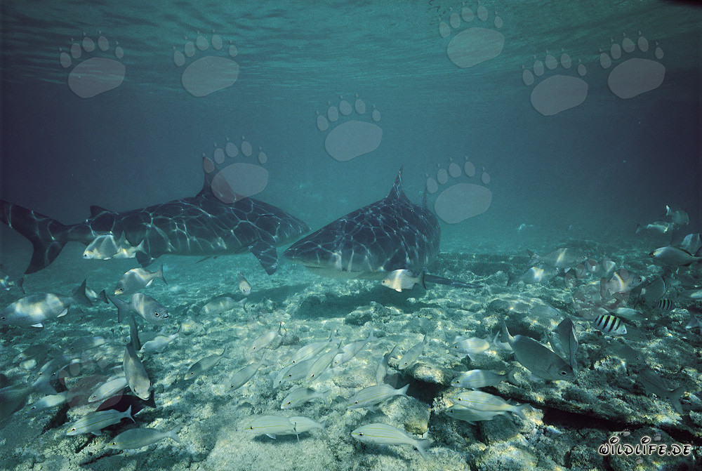 Two majestic Bull Sharks off Walker's Cay, Bahamas