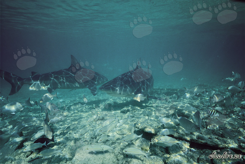 Zwei majestätische Bullenhaie vor Walker´s Cay, Bahamas
