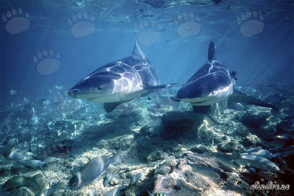 Two impressive Bull Sharks hunting in shallow waters
