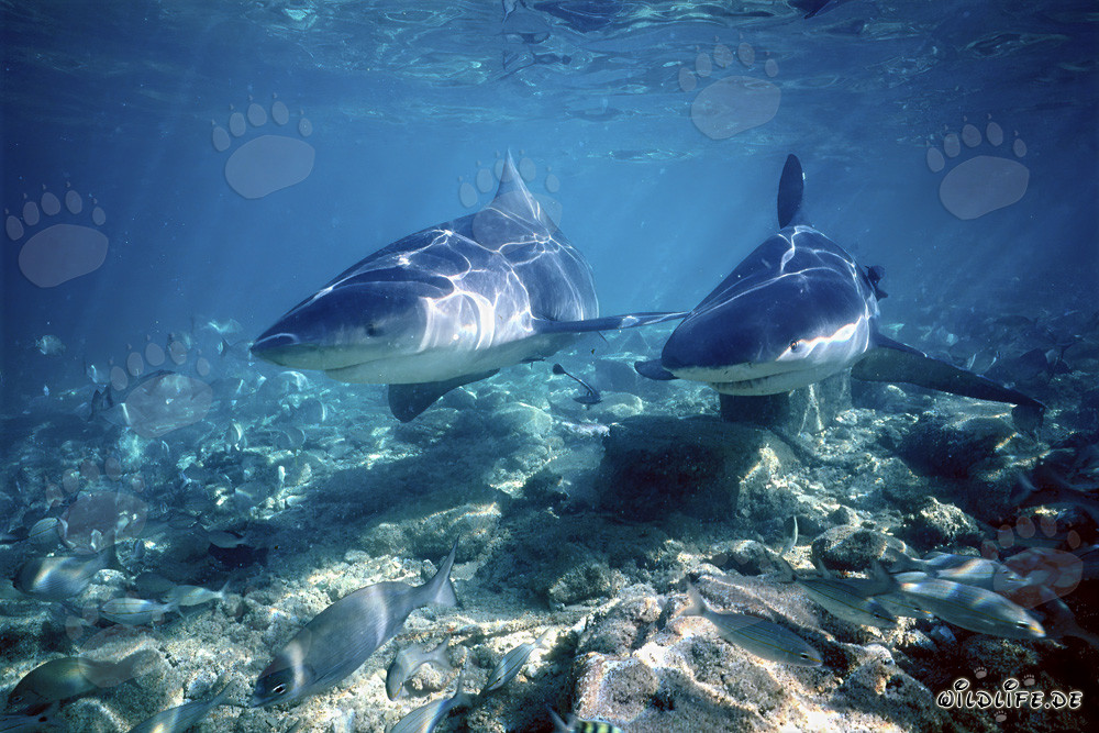 Zwei imposante Bullenhaie beim Jagen im seichten Wasser