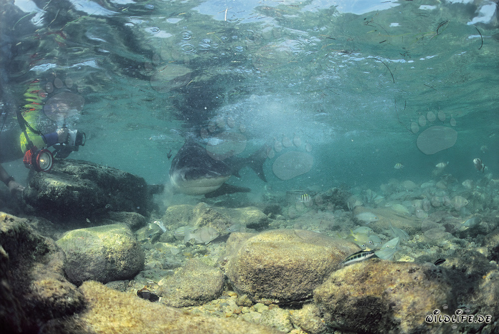 Bullenhai auf Nahrungssuche mit Unterwasserfotograf