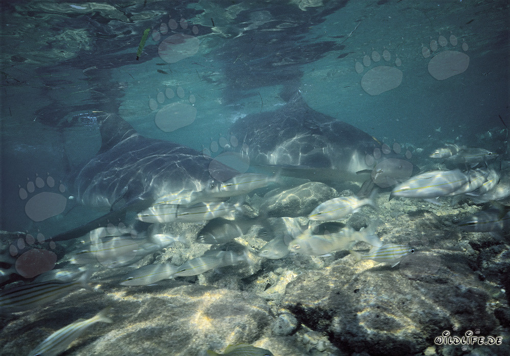 Fascinating Bull Sharks and their habitat