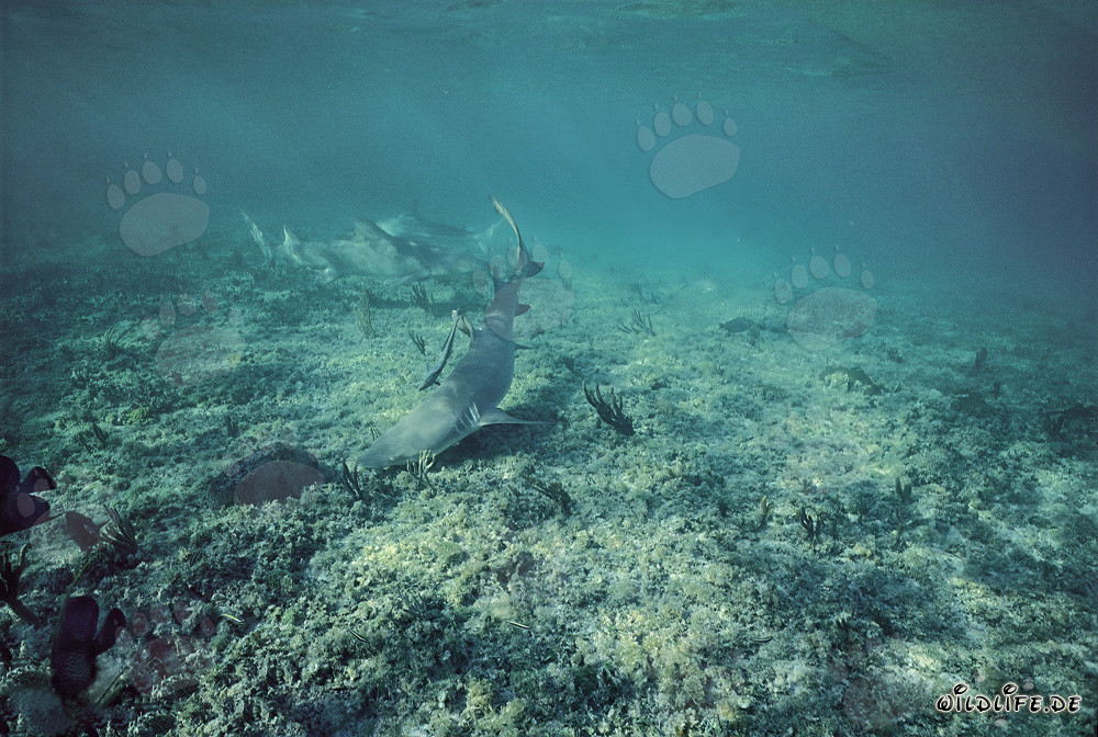 Encuentro fascinante: tiburones limón y puntas negras en aguas poco profundas