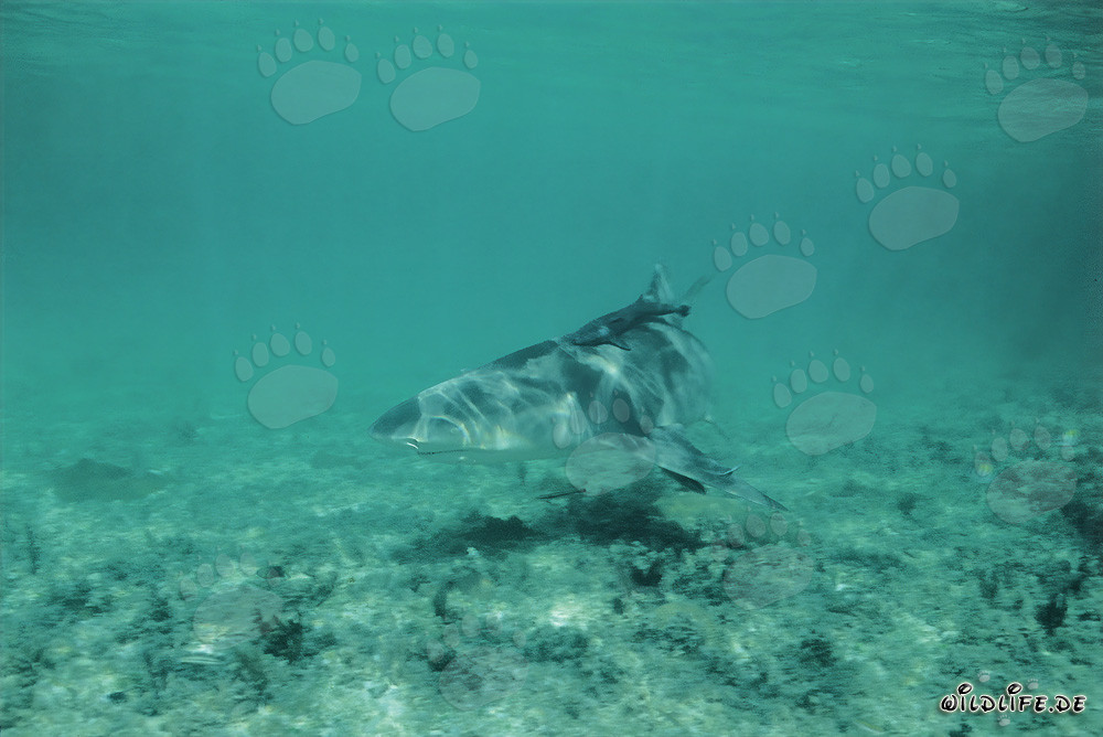 Tiburón limón (Negaprion brevirostris) en busca de alimento sobre el fondo marino claro