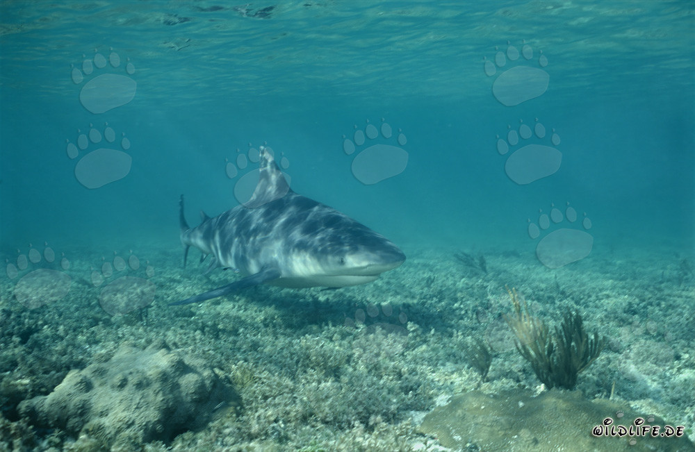 Majestic Bull Shark Emerges