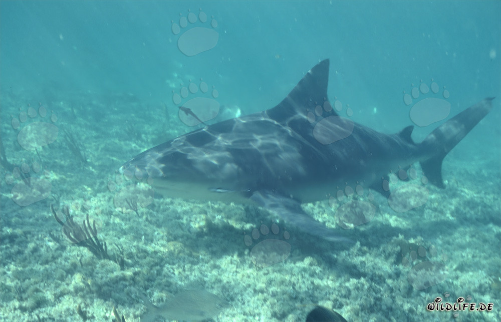 Bull shark searching for food in the shallow waters off Walker´s Cay, Bahamas