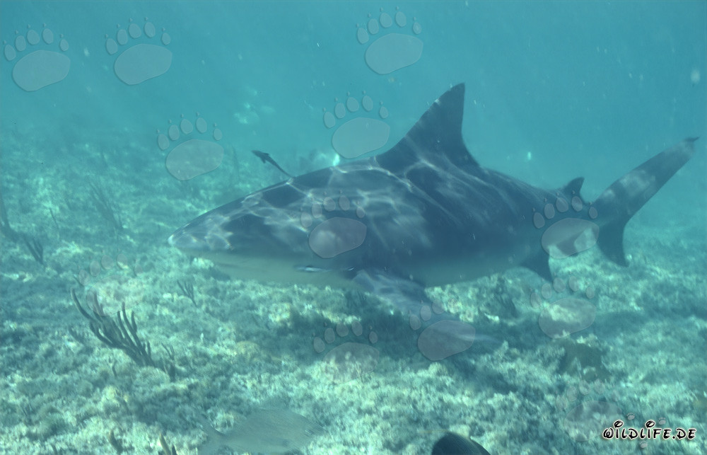 Bullenhai auf Nahrungssuche in den flachen Gewässern vor Walker´s Cay, Bahamas