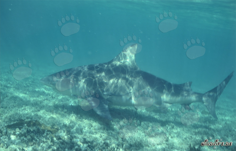 Impressive Bull Shark on the Hunt at Shark Beach of Walker´s Cay