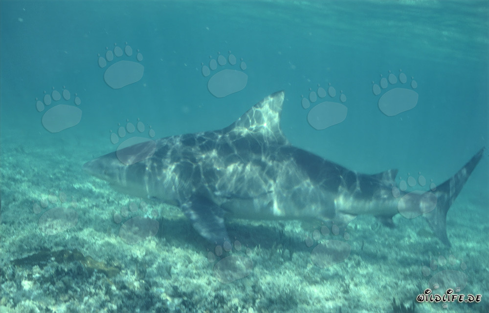 Beeindruckender Bullenhai auf Nahrungssuche an der Shark Beach von Walker´s Cay
