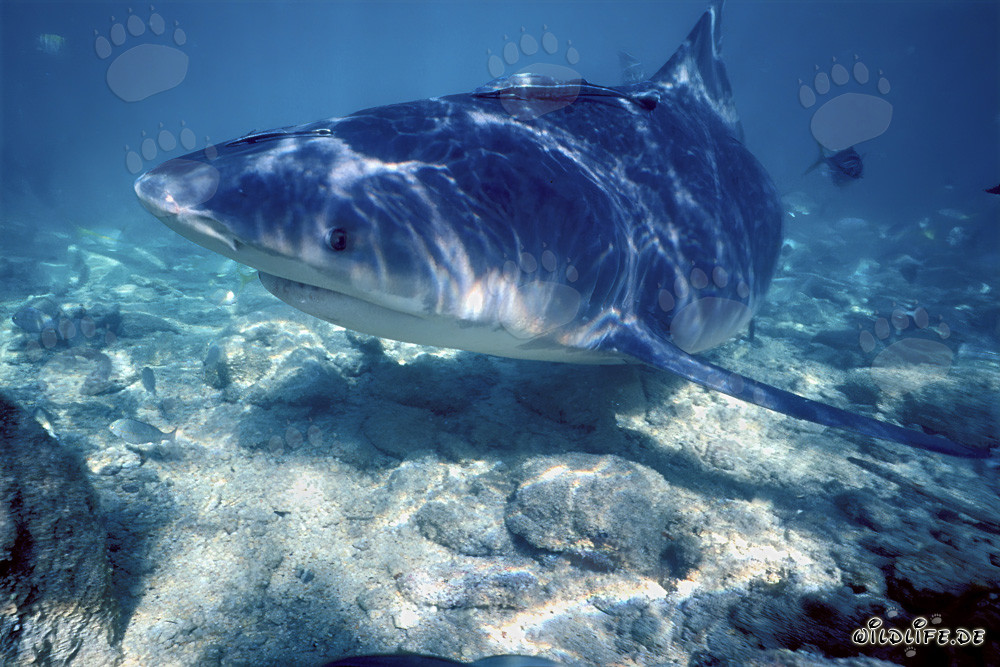 Fascinating Bull Shark at the Shark Beach of Walker´s Cay
