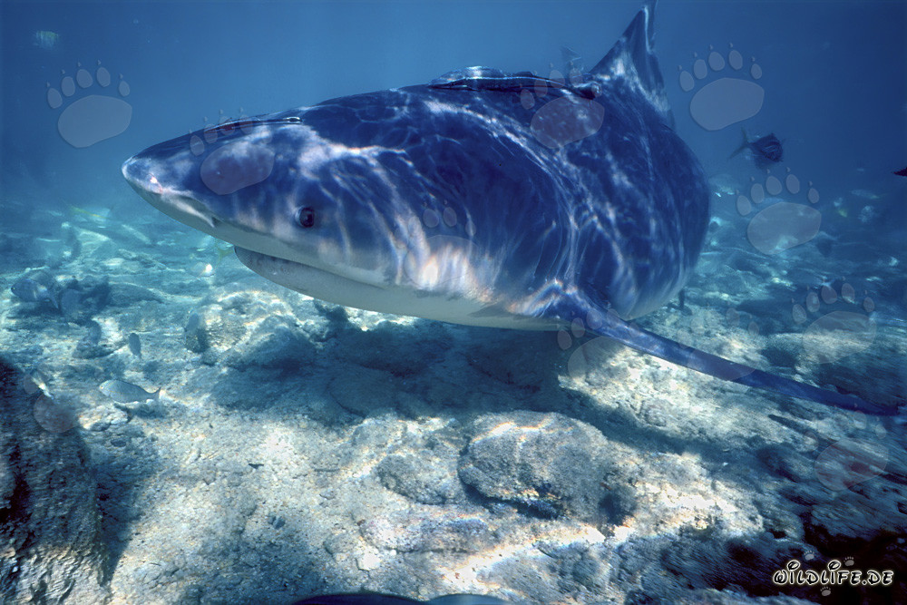 Faszinierender Bullenhai an der Shark Beach von Walker´s Cay