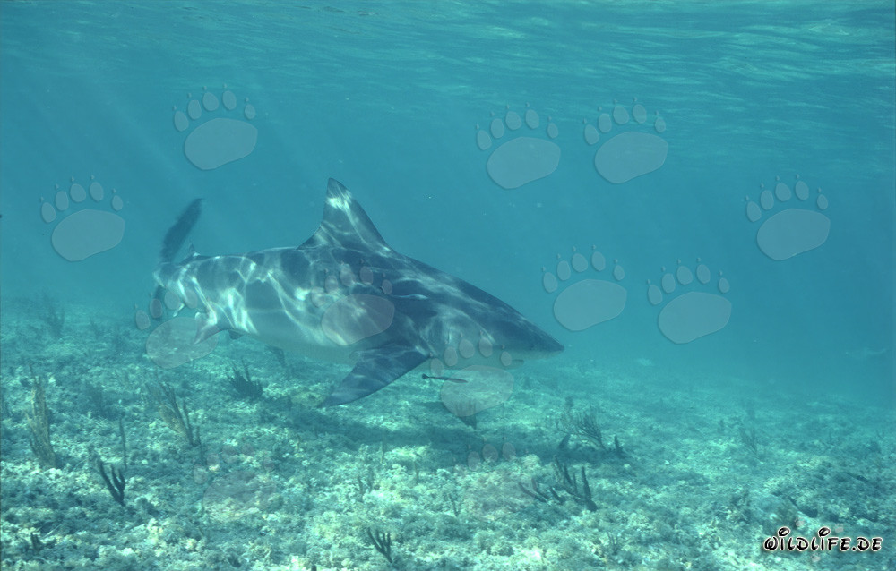 Fascinating Bull Shark in the Spotlight at Walker's Cay