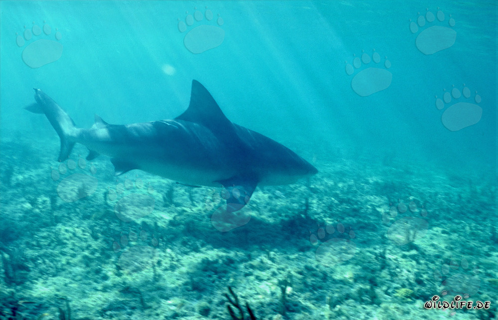 Bull shark basking in the Caribbean sun rays